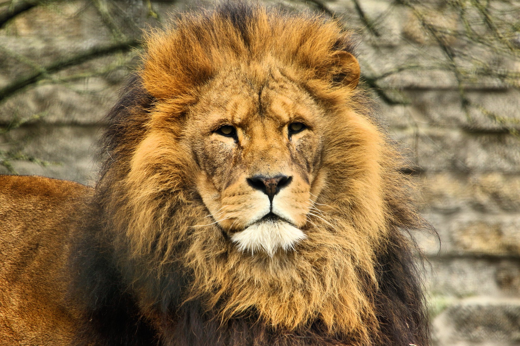 Circus lion