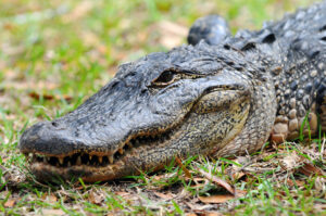 Florida alligator attack video