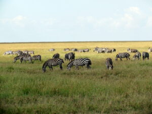 Safari Live