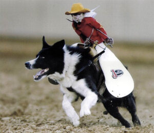 Monkey Riding Dog
