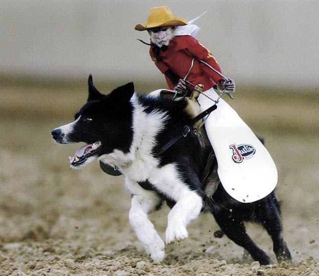 Monkey Riding Dog