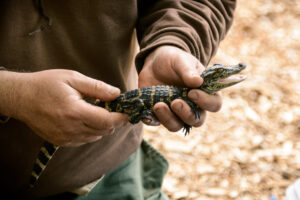 baby alligator removal